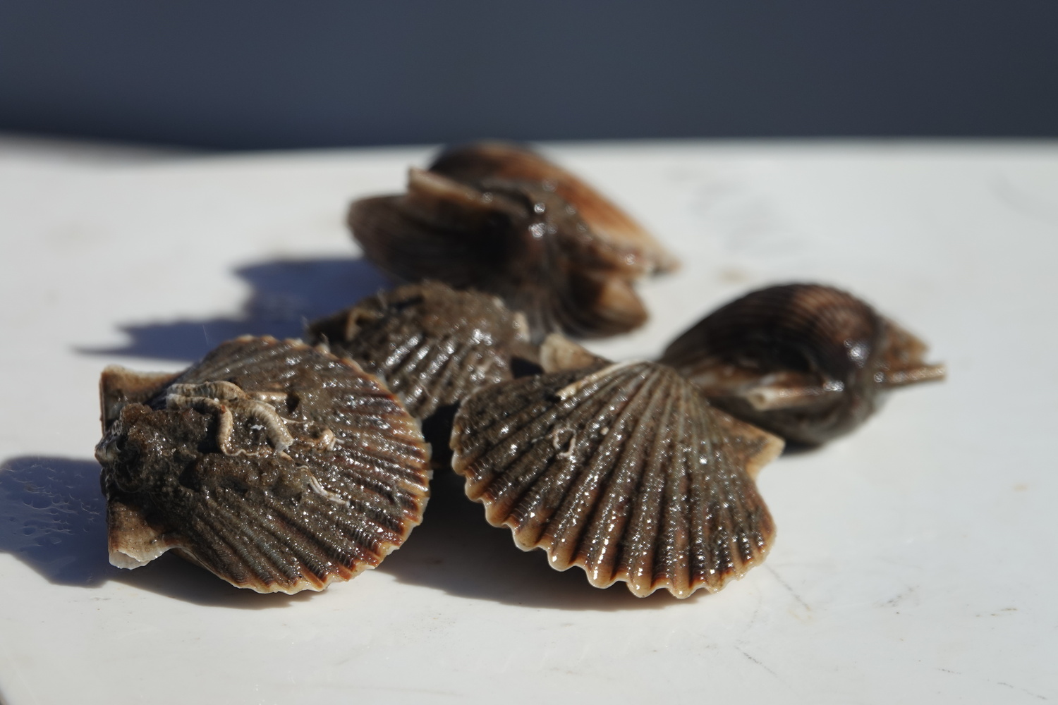 Peconic bay scallops have died in massive numbers each summer since 2019 and Cornell Cooperative Extension scientists are studying genetic variability in hopes of finding a way to seed the bays with more resilient scallops. MICHAEL WRIGHT