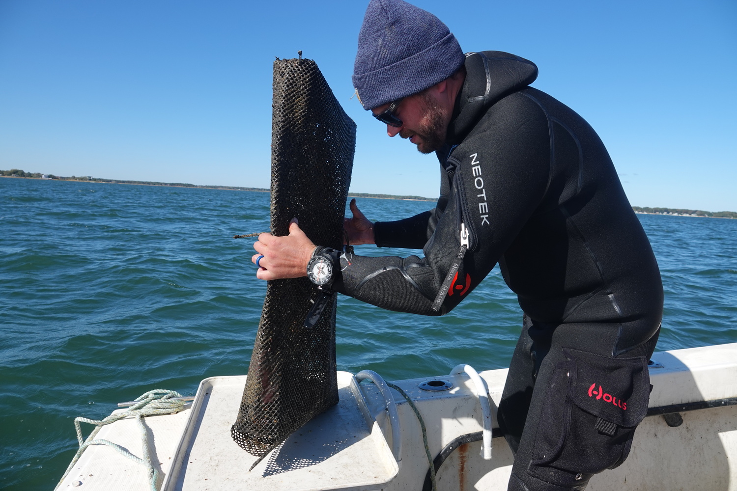 Cornell Cooperative Extension Aquaculture Specialist Harrison Tobi with scallops raised in protective cages in Flanders Bay as part of the CCE Marine Program's efforts to study survivability of different bay scallop lineages in the Peconics, where a parasite and warming waters have caused massive die-offs in recent years. MICHAEL WRIGHT