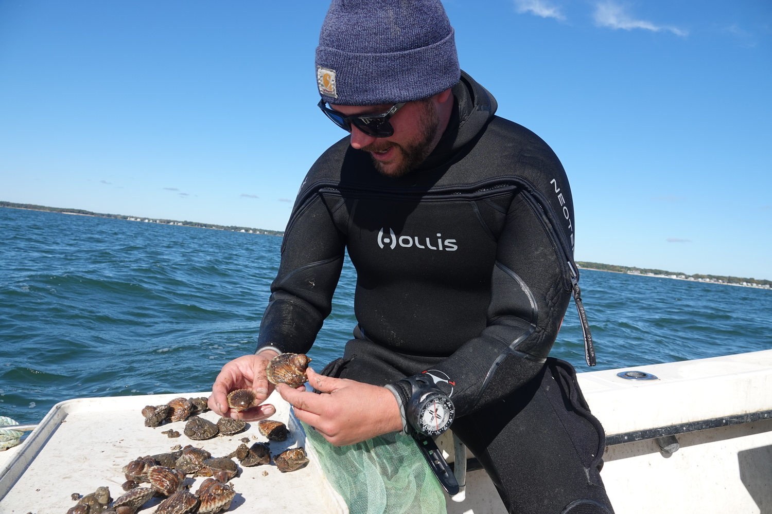 Cornell Cooperative Extension Aquaculture Specialist Harrison Tobi with scallops raised in protective cages in Flanders Bay as part of the CCE Marine Program's efforts to study survivability of different bay scallop lineages in the Peconics, where a parasite and warming waters have caused massive die-offs in recent years. MICHAEL WRIGHT