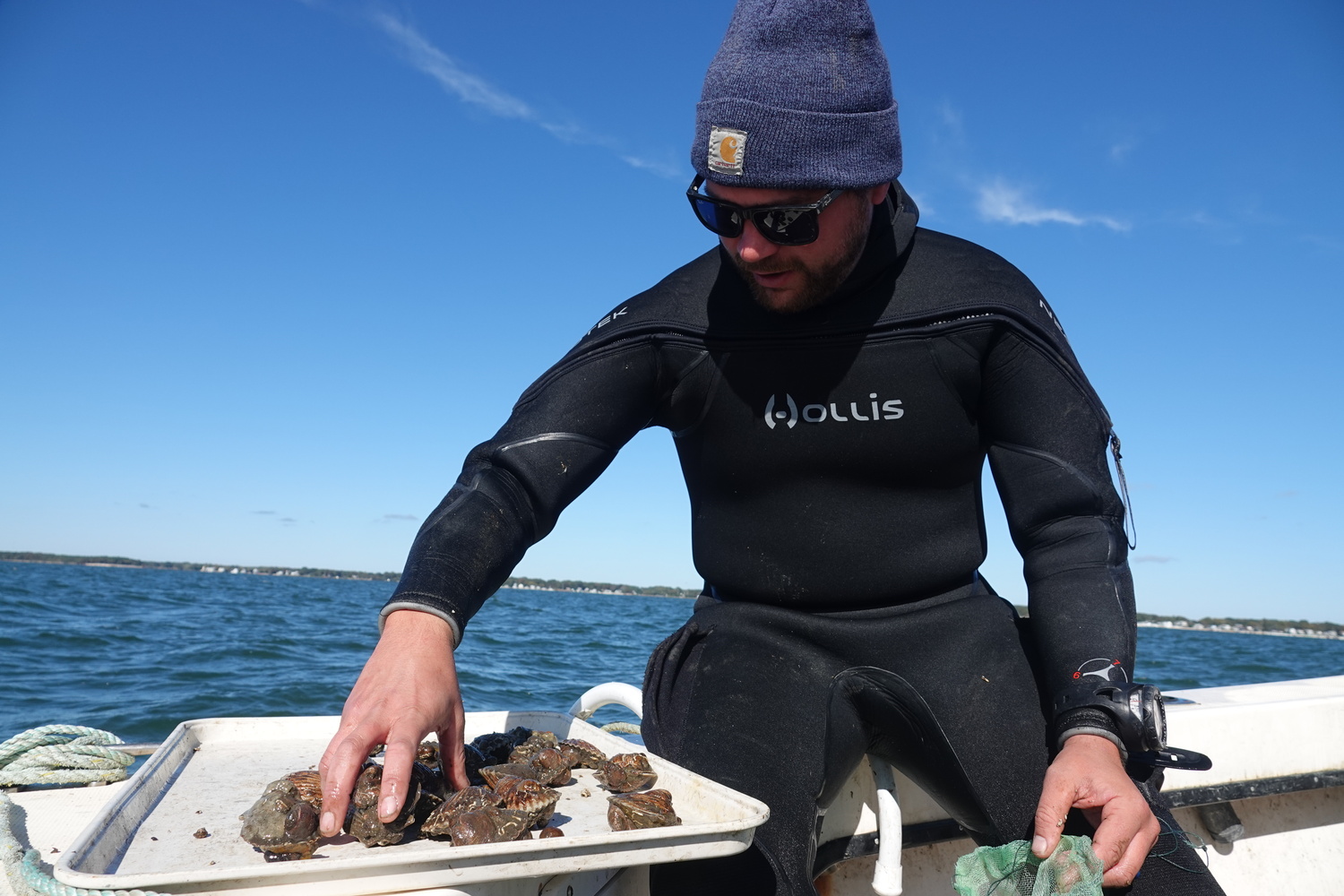 Cornell Cooperative Extension Aquaculture Specialist Harrison Tobi with scallops raised in protective cages in Flanders Bay as part of the CCE Marine Program's efforts to study survivability of different bay scallop lineages in the Peconics, where a parasite and warming waters have caused massive die-offs in recent years. MICHAEL WRIGHT