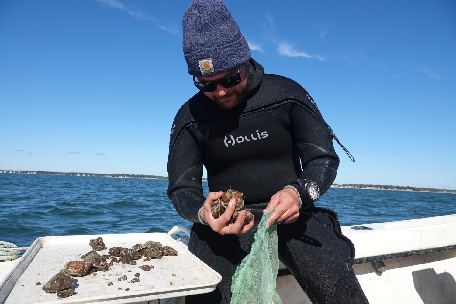 Cornell Cooperative Extension Aquaculture Specialist Harrison Tobi with scallops raised in protective cages in Flanders Bay as part of the CCE Marine Program's efforts to study survivability of different bay scallop lineages in the Peconics, where a parasite and warming waters have caused massive die-offs in recent years. MICHAEL WRIGHT