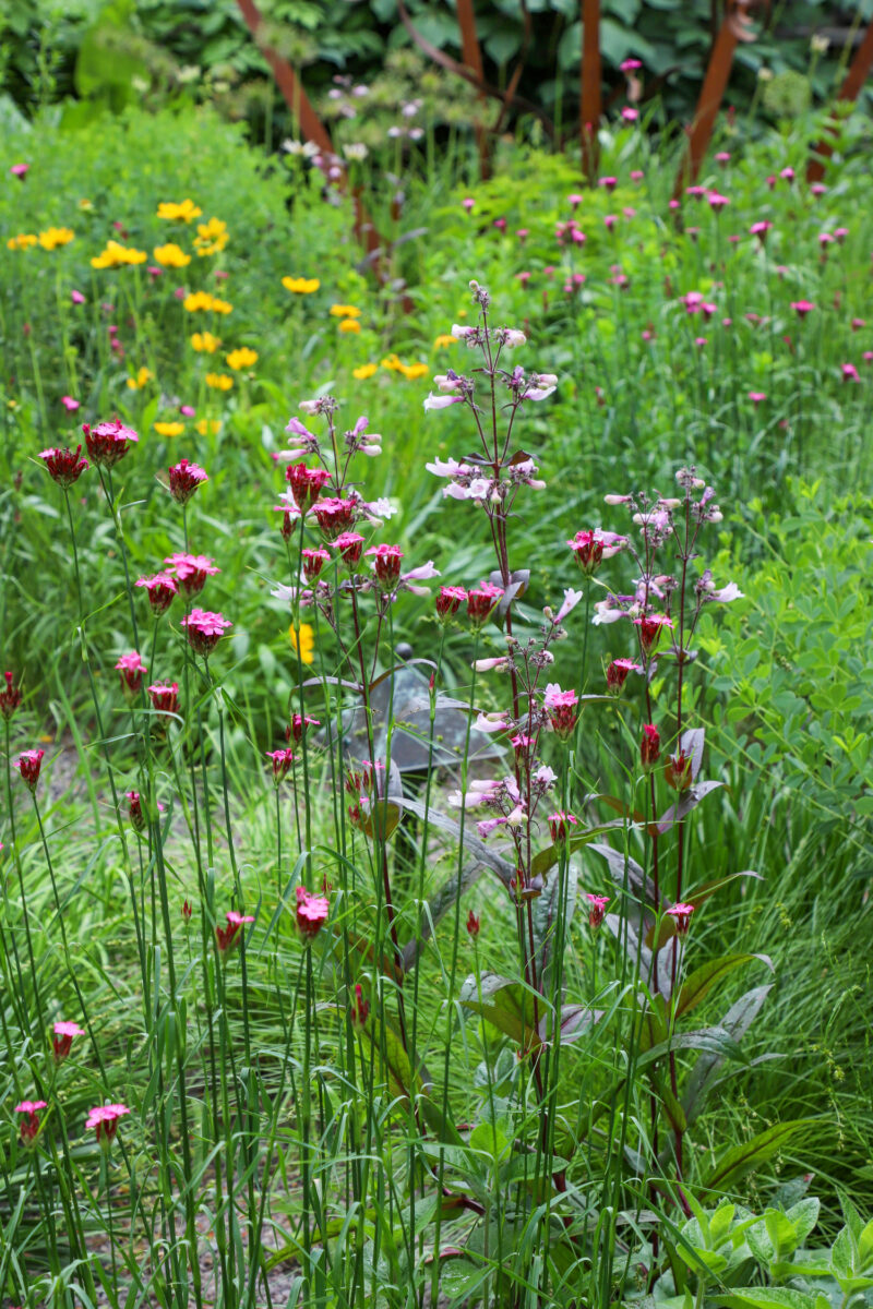 Dianthus carthusianorum and Penstemon digitalis 