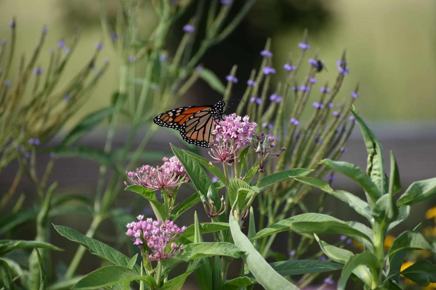 A monarch butterfly on swamp milkweed. BRENDAN J. O'REILLY