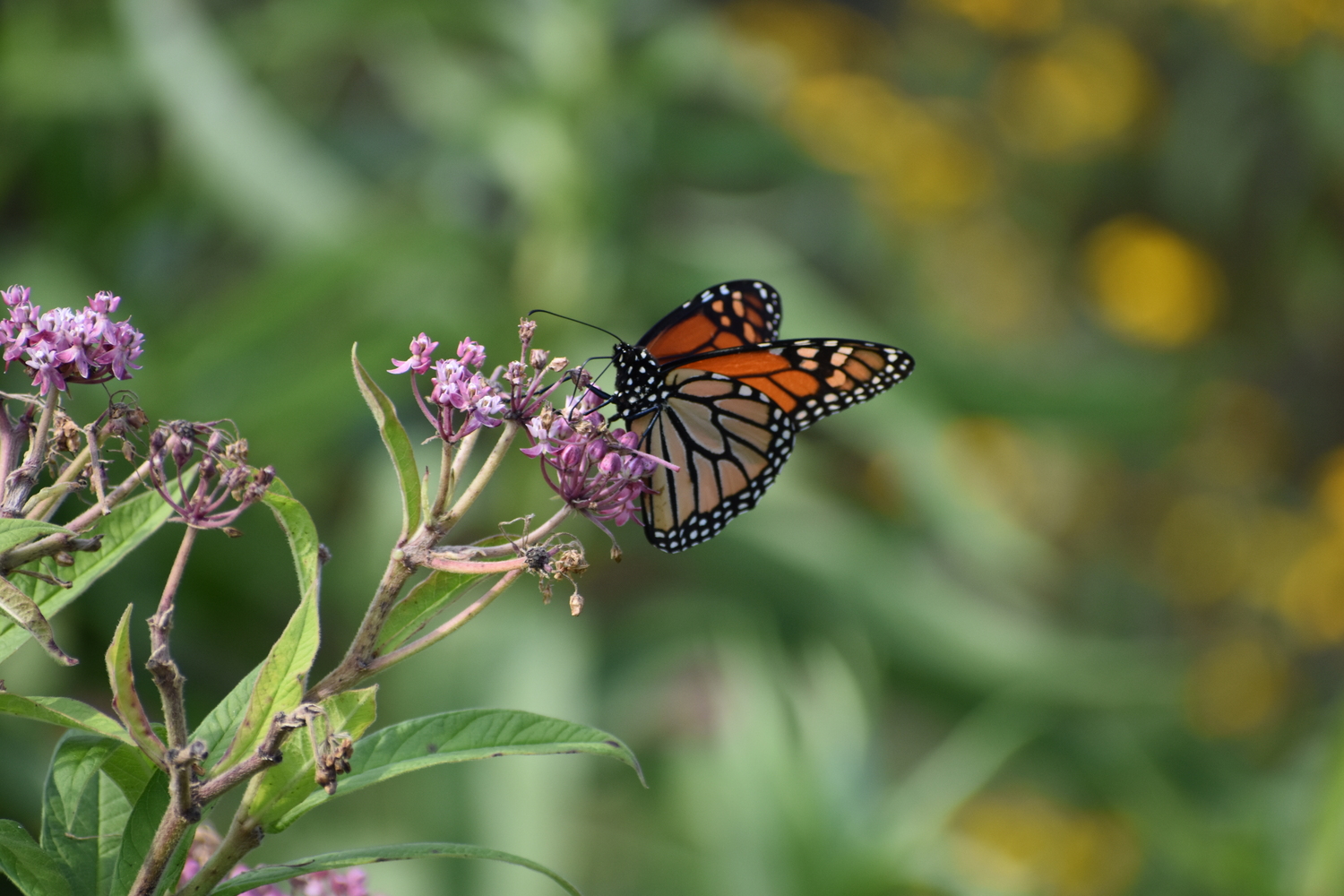 A monarch butterfly on swamp milkweed. BRENDAN J. O'REILLY