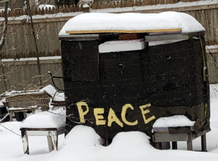 Preparing Honey Bee Colonies for Winter