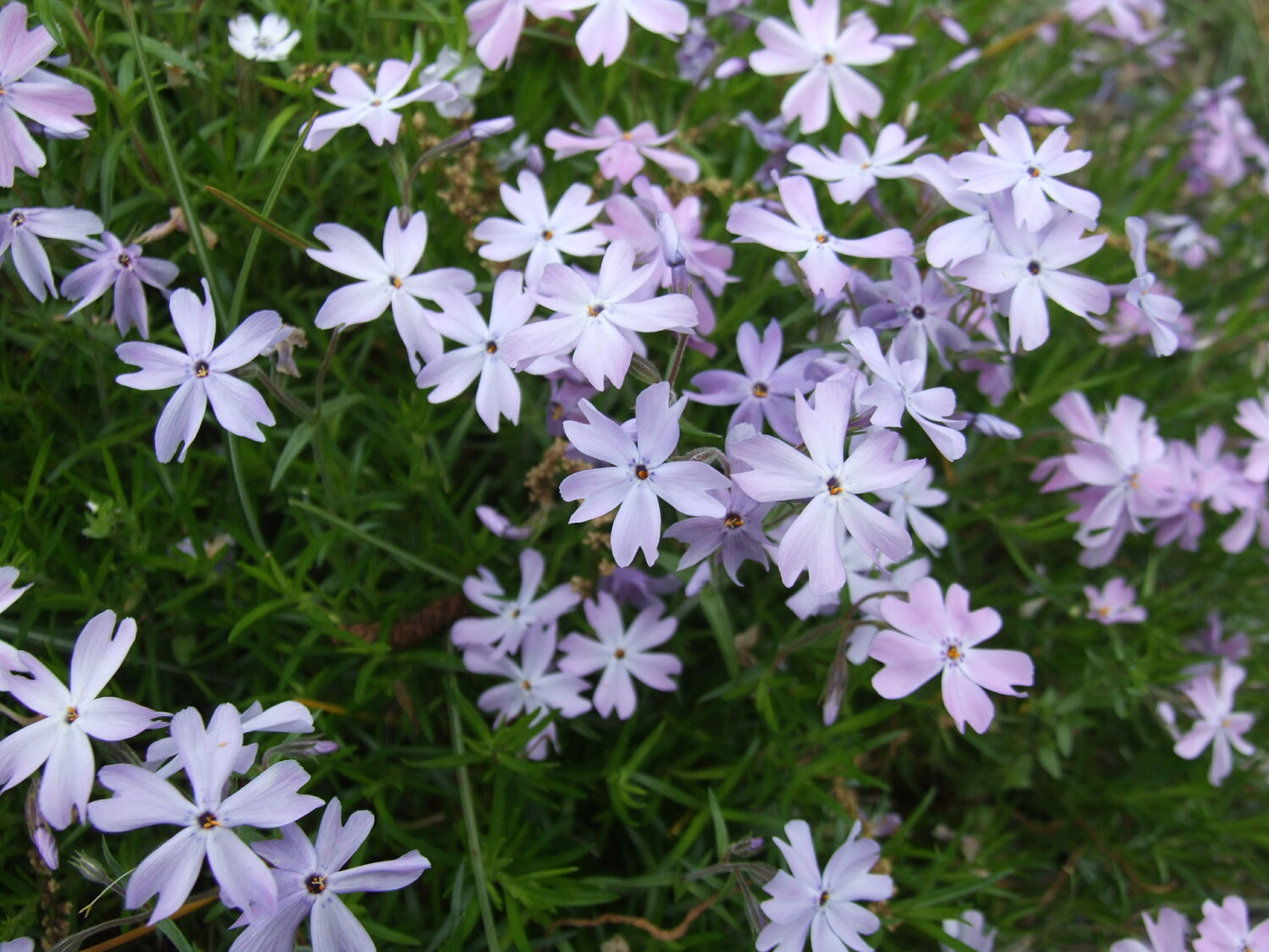 Phlox subulata. COURTESY MICHAEL HAGEN