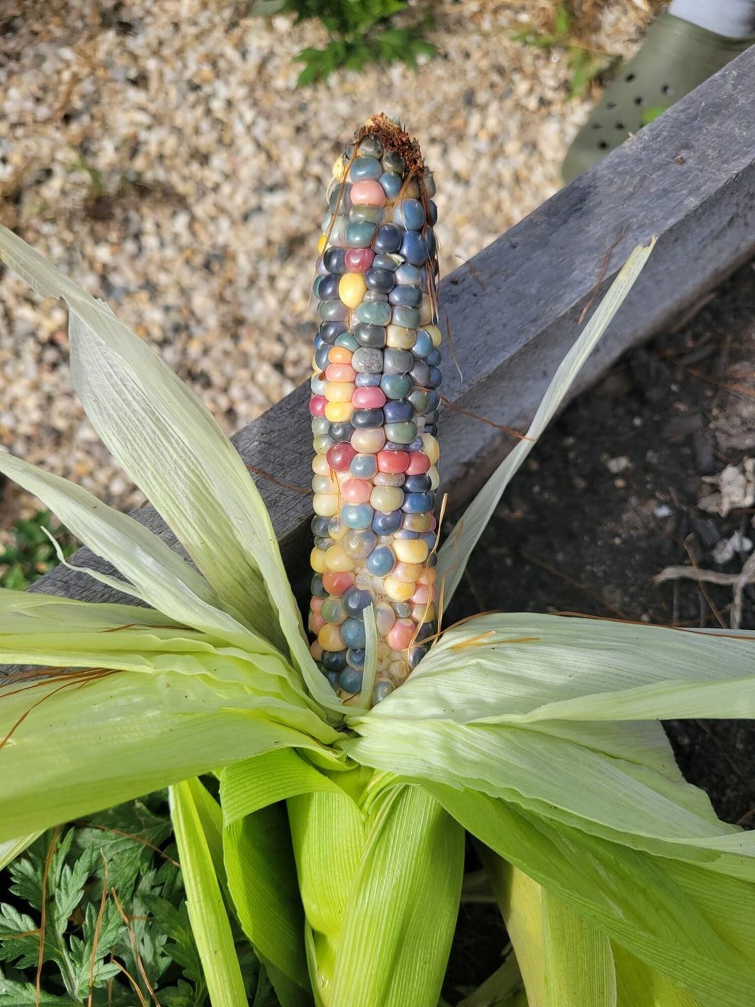 Gem Corn is one of the many varieties of corn that Native Americans honor. It’s locally grown and good for grinding into corn meal. THEIA HILL