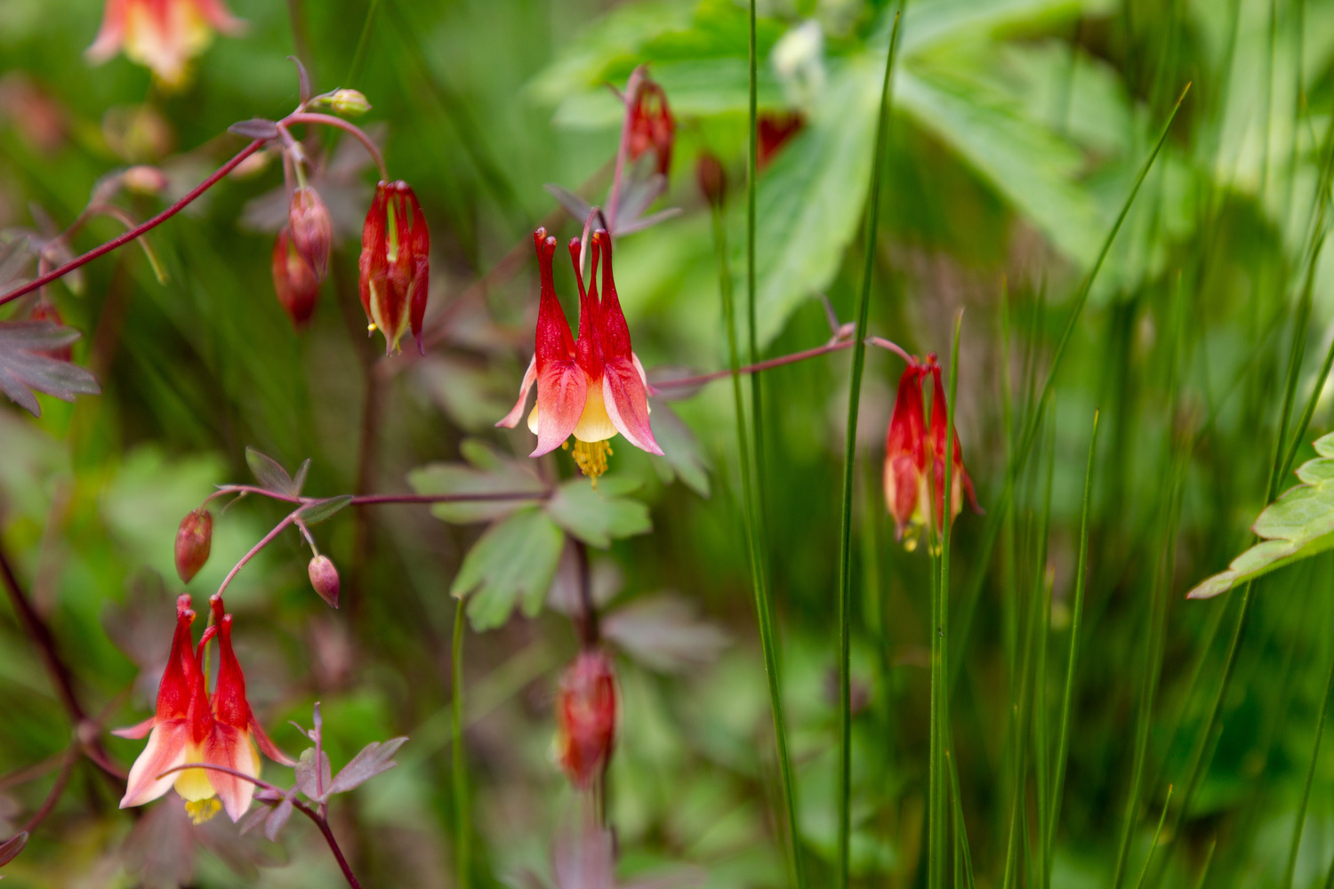 Aquilegia canadensis.  COURTESY MICHAEL HAGEN