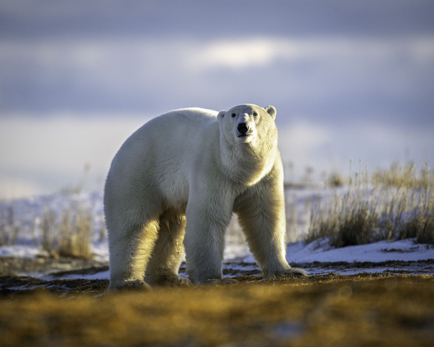 A polar bear in Churchill.  MARIANNE BARNETT