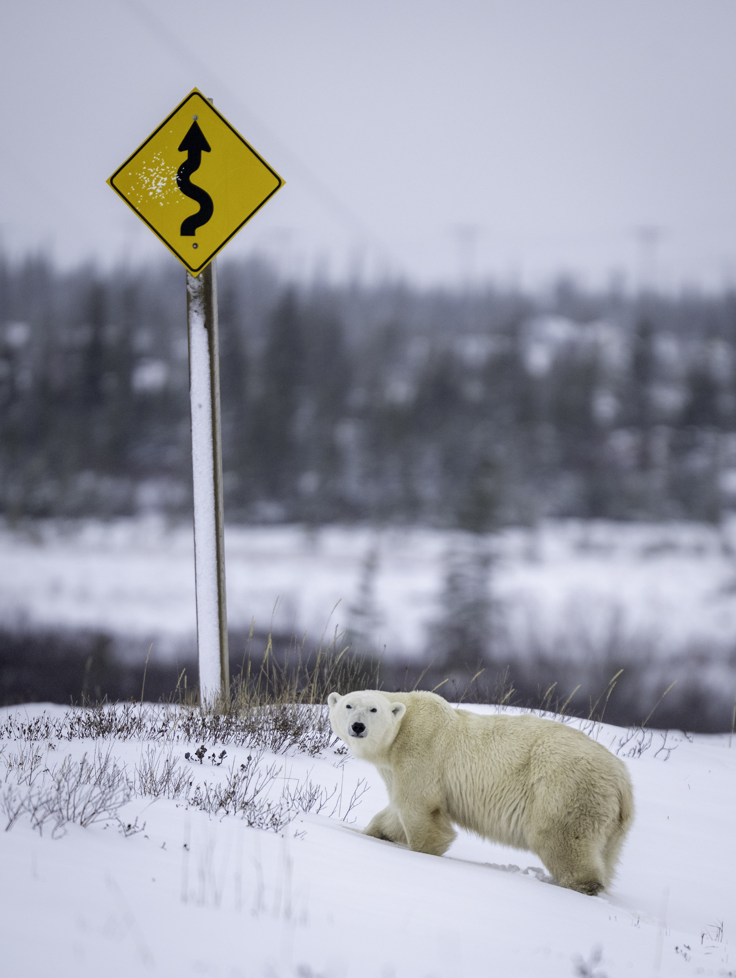 A polar bear in Churchill.  MARIANNE BARNETT