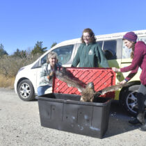 Rescuer Kelly Gang, and Evelyn Alexander Wild Life Rescue Center hospital workers Rose Lynch and Amanda Ellis release the female, juvenile bald eagle at Scallop Pond Preserve in North Sea on November 13.  DANA SHAW