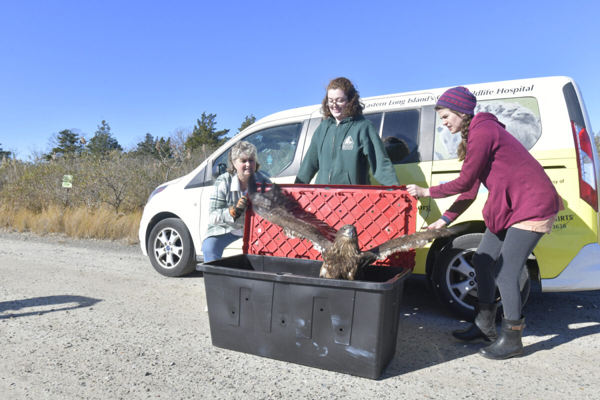 Rescuer Kelly Gang, and Evelyn Alexander Wildlife Rescue Center hospital workers Rose Lynch and Amanda Ellis release the female, juvenile bald eagle at Scallop Pond Preserve in North Sea on November 13.  DANA SHAW