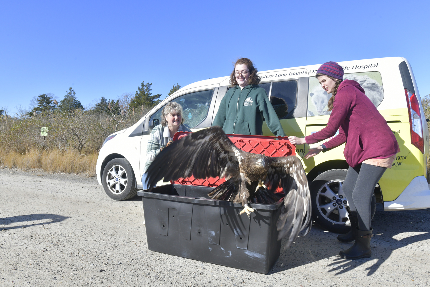 Rescuer Kelly Gang, and Evelyn Alexander Wild Life Rescue Center hospital workers Rose Lynch and Amanda Ellis release the female, juvenile bald eagle at Scallop Pond Preserve in North Sea on November 13.  DANA SHAW