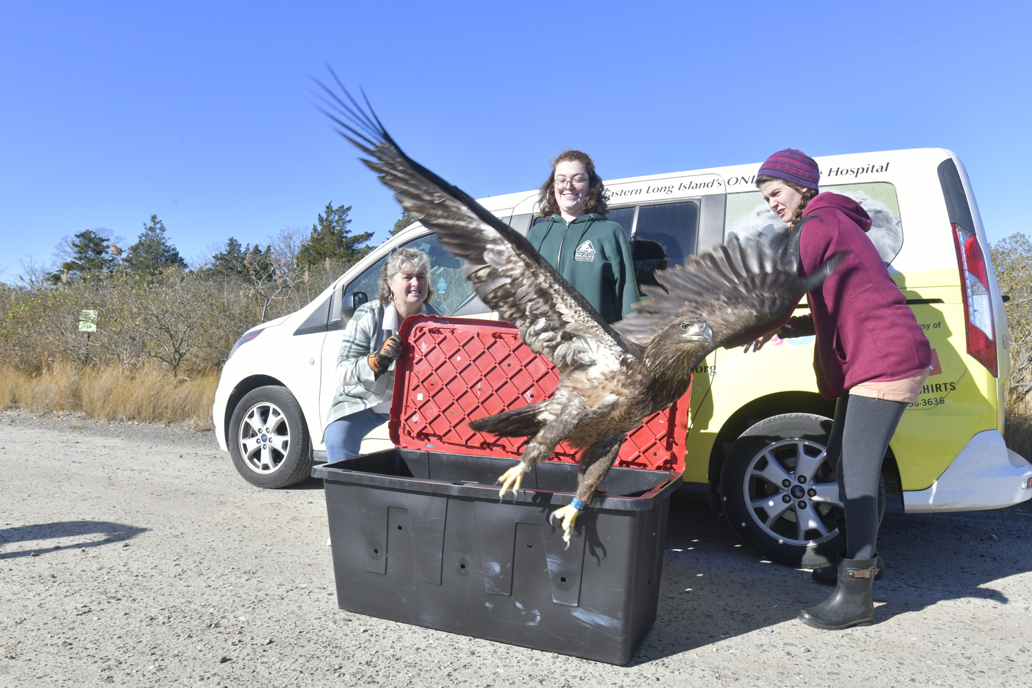 Rescuer Kelly Gang, and Evelyn Alexander Wild Life Rescue Center hospital workers Rose Lynch and Amanda Ellis release the female, juvenile bald eagle at Scallop Pond Preserve in North Sea on November 13.  DANA SHAW