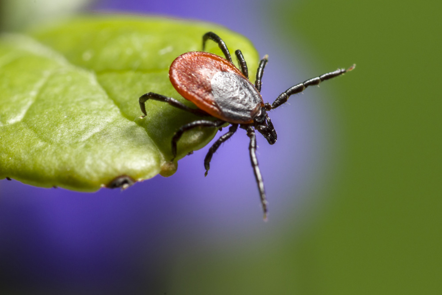 A deer tick, questing.