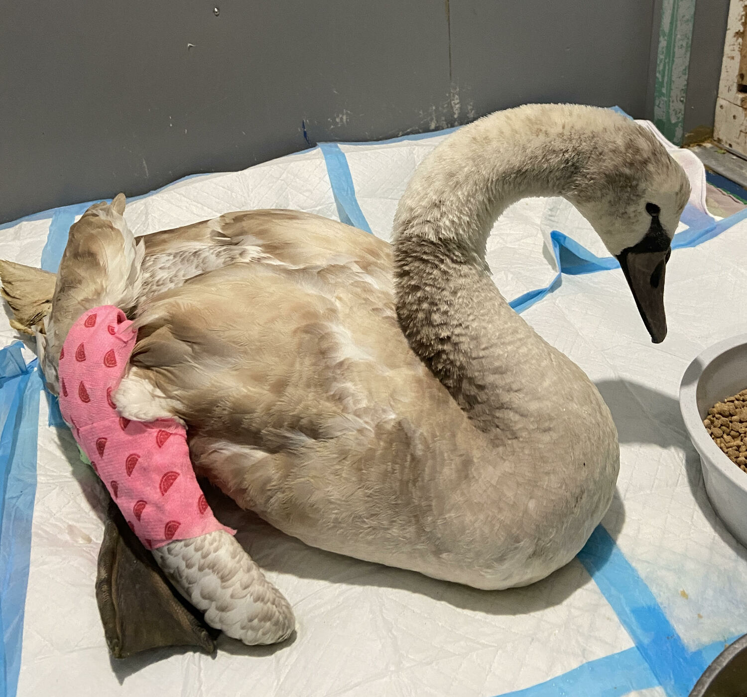 Celebrating its 25th birthday, the Evelyn Alexander Wildlife Rescue Center was founded by two Suffolk County employees who during their commute would see dozens of injured animals on the side of the road. When they retired, they decided to open a rescue center dedicated to helping animals big and small.