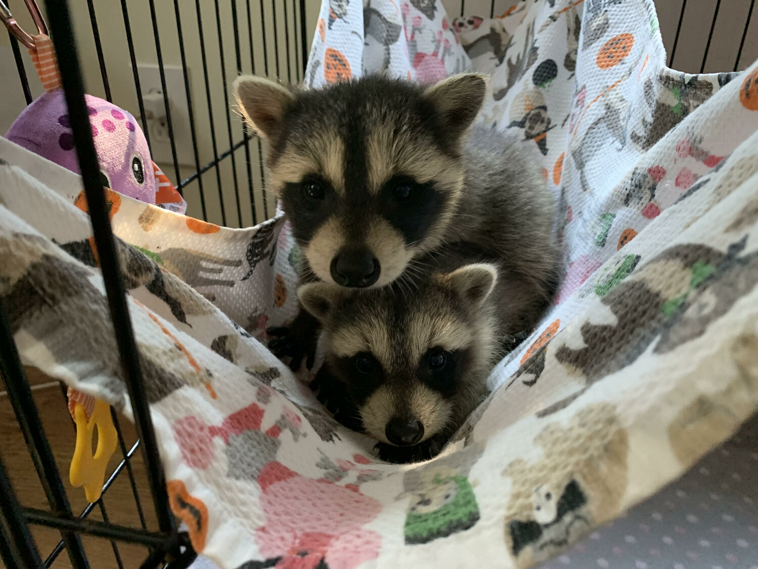 Celebrating its 25th birthday, the Evelyn Alexander Wildlife Rescue Center was founded by two Suffolk County employees who during their commute would see dozens of injured animals on the side of the road. When they retired, they decided to open a rescue center dedicated to helping animals big and small.