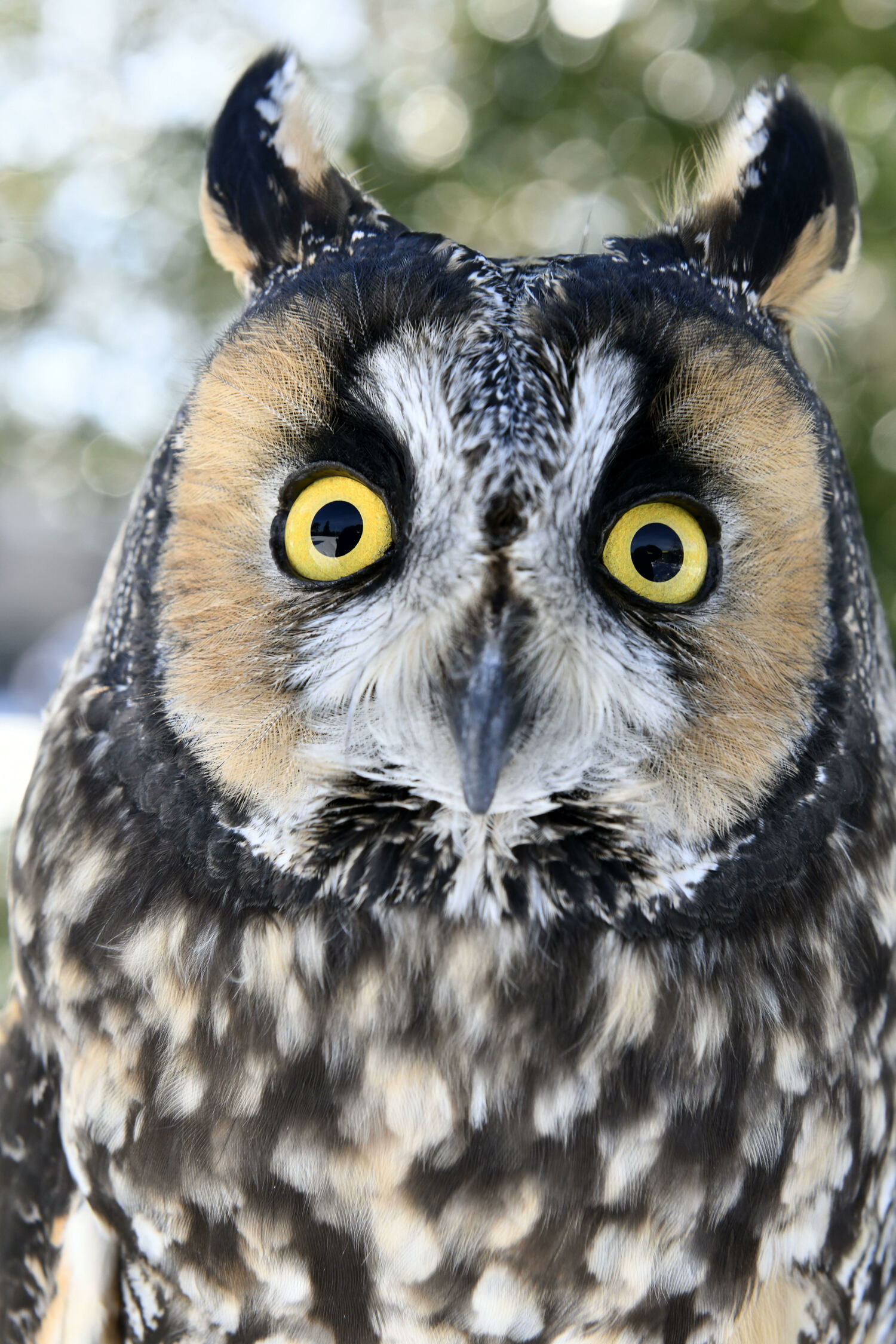 Celebrating its 25th birthday, the Evelyn Alexander Wildlife Rescue Center was founded by two Suffolk County employees who during their commute would see dozens of injured animals on the side of the road. When they retired, they decided to open a rescue center dedicated to helping animals big and small.