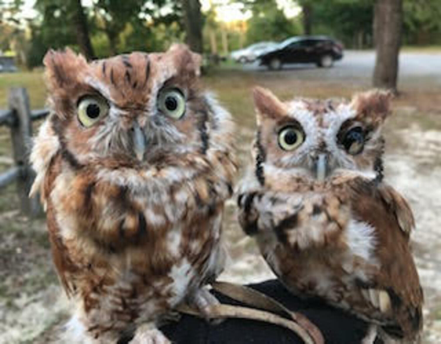 Celebrating its 25th birthday, the Evelyn Alexander Wildlife Rescue Center was founded by two Suffolk County employees who during their commute would see dozens of injured animals on the side of the road. When they retired, they decided to open a rescue center dedicated to helping animals big and small.