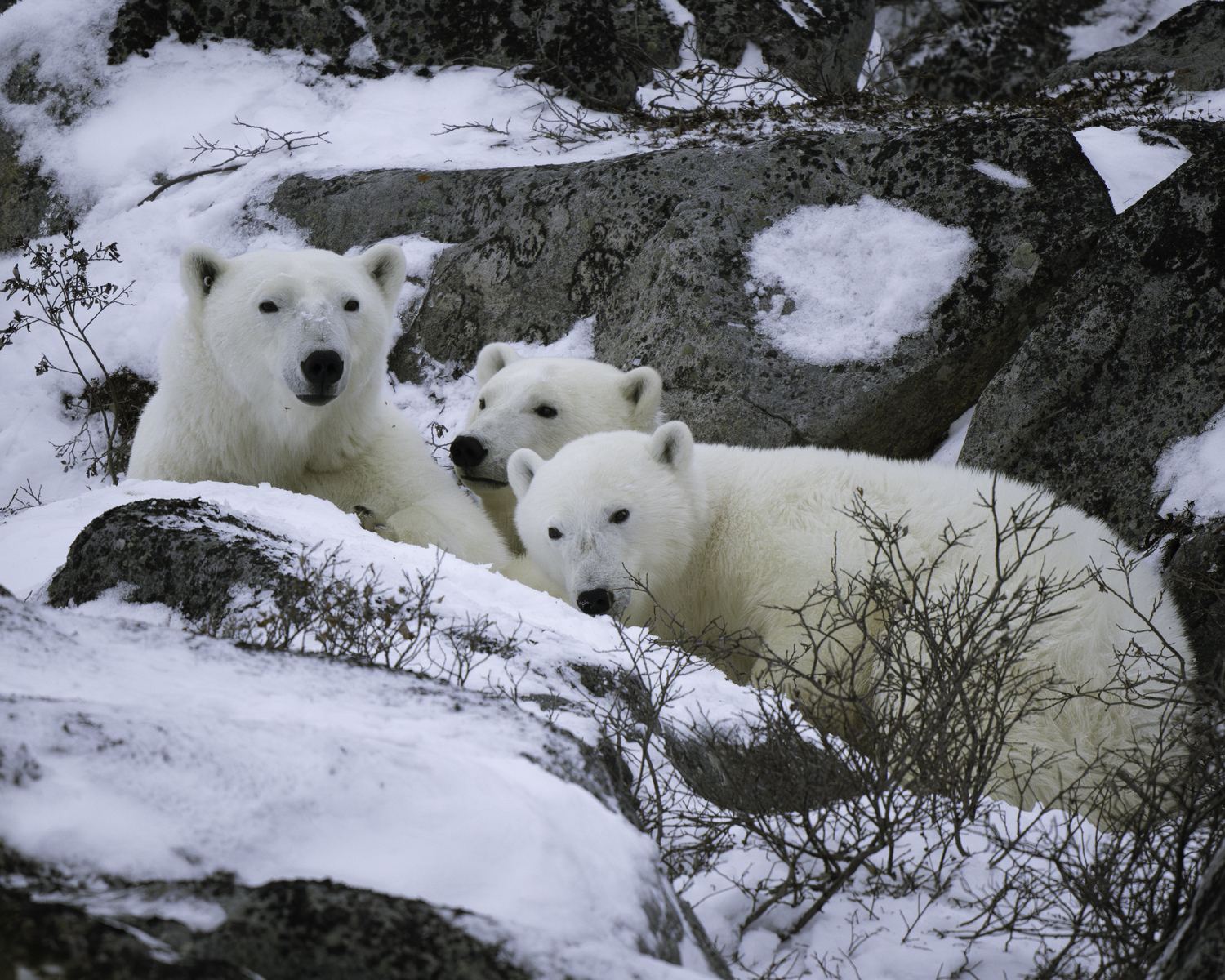 Polar bears in Churchill.  MARIANNE BARNETT