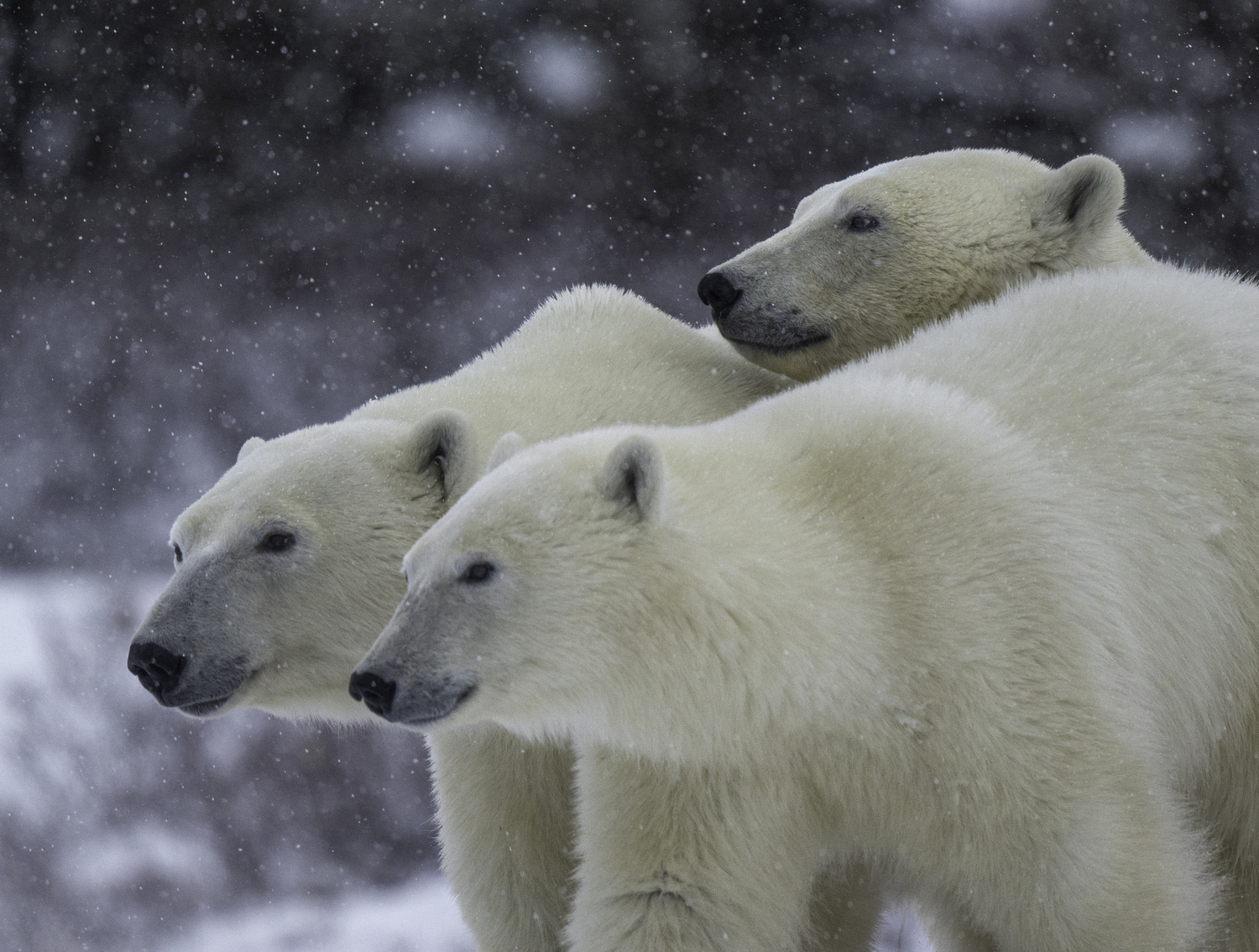 Polar bears in Churchill.  MARIANNE BARNETT