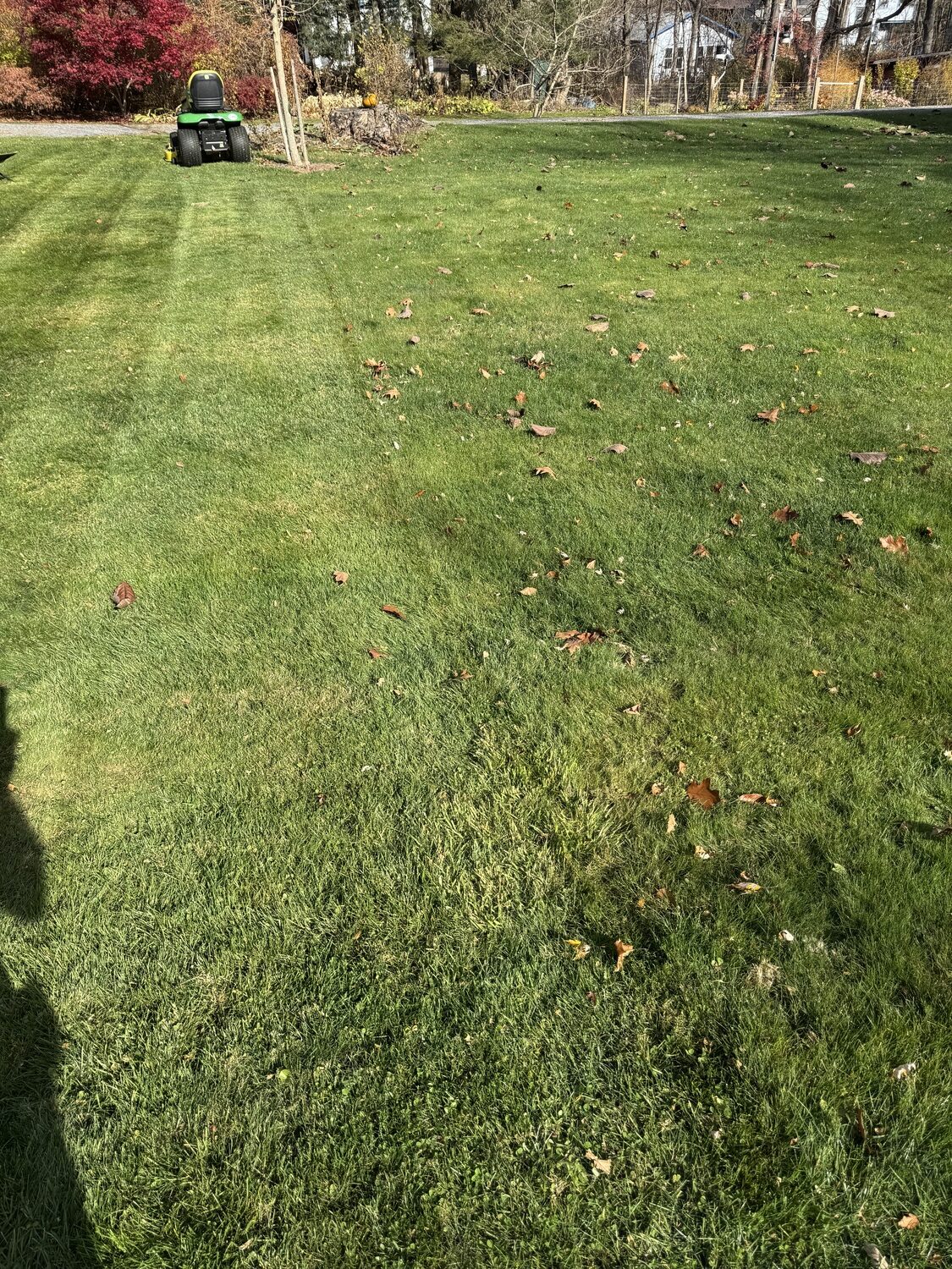 Another part of the lawn with mostly bluegrasses. This area does not get as much leaf drop but you can see the results of using a mulching deck and blades on the left (one pass) and the unmowed lawn on the right. The cut grass and leaves don’t disappear but do turn into mulch that’s nearly invisible. ANDREW MESSINGER