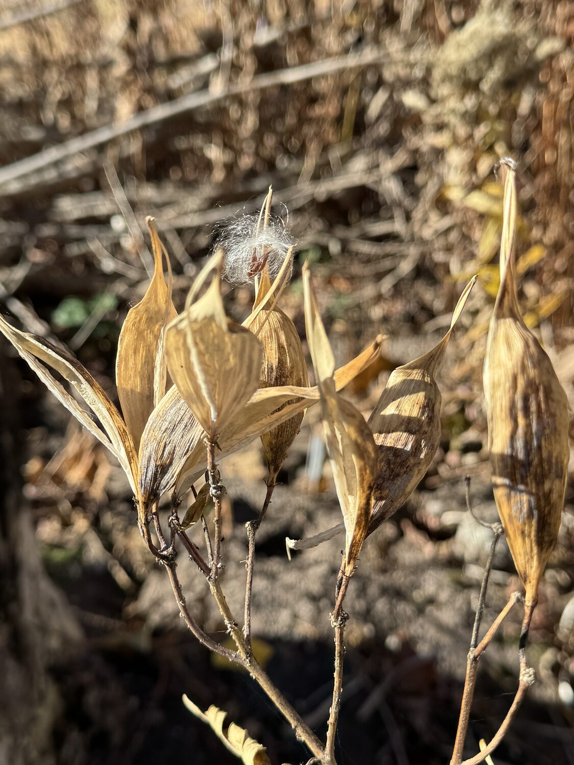 The top of a stem on a milkweed. As the seed pods open the silks are caught by the wind carrying the seed miles away. You can see the seeds attached to the silk in the top center of the picture. Milkweeds are important as they host a number of butterfly caterpillars as they feed during the summer months.
ANDREW MESSINGER