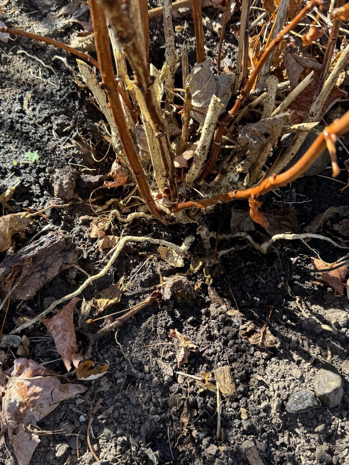 This is the base of a 3-year-old dwarf hydrangea that’s been nearly de-rooted by one or more voles. This year the voles will seek out roots not just for nutrition but also for a source of water as the normal greenery and succulent plants have died back. This plant was dug, root pruned, replanted and mulched, then a repellent was put around the plant to deter further feeding.
 ANDREW MESSINGER