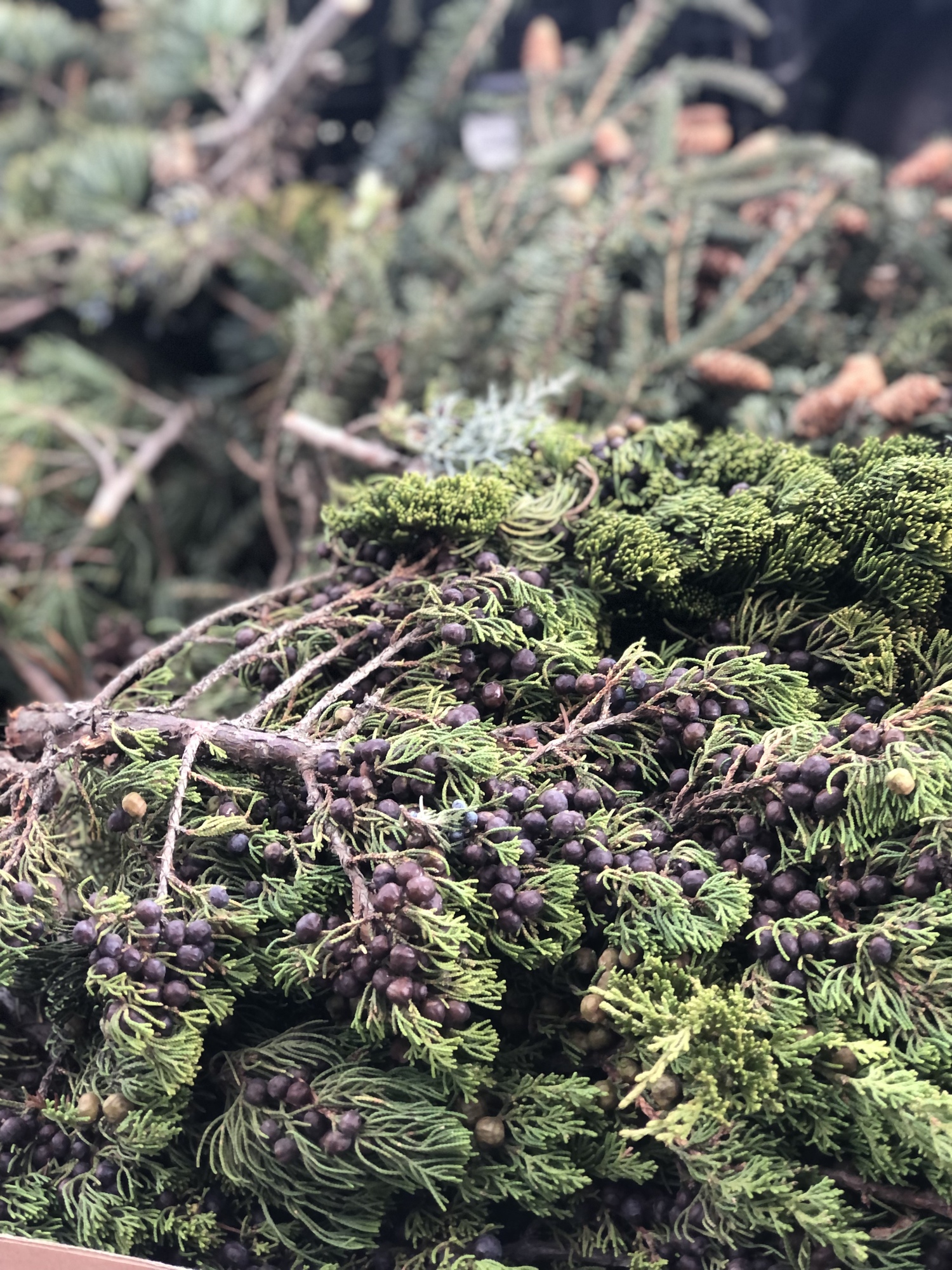 Participants have a wide array of greens to choose from for the wreath-making class at Marders. CAILIN RILEY