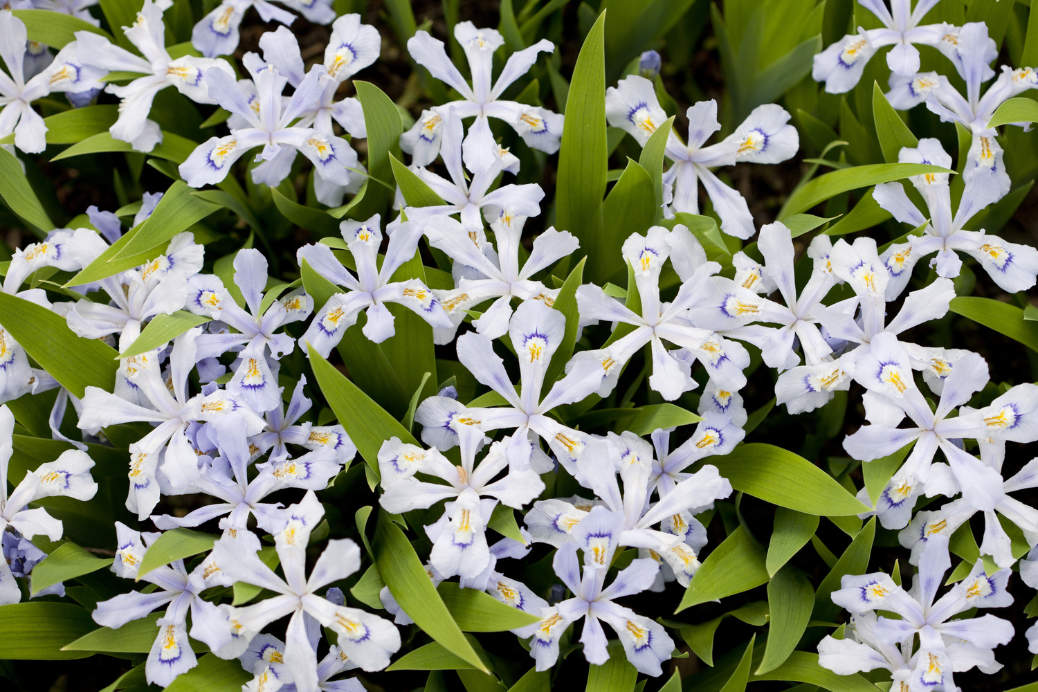 Iris cristata, Powder Blue Giant. COURTESY MICHAEL HAGEN