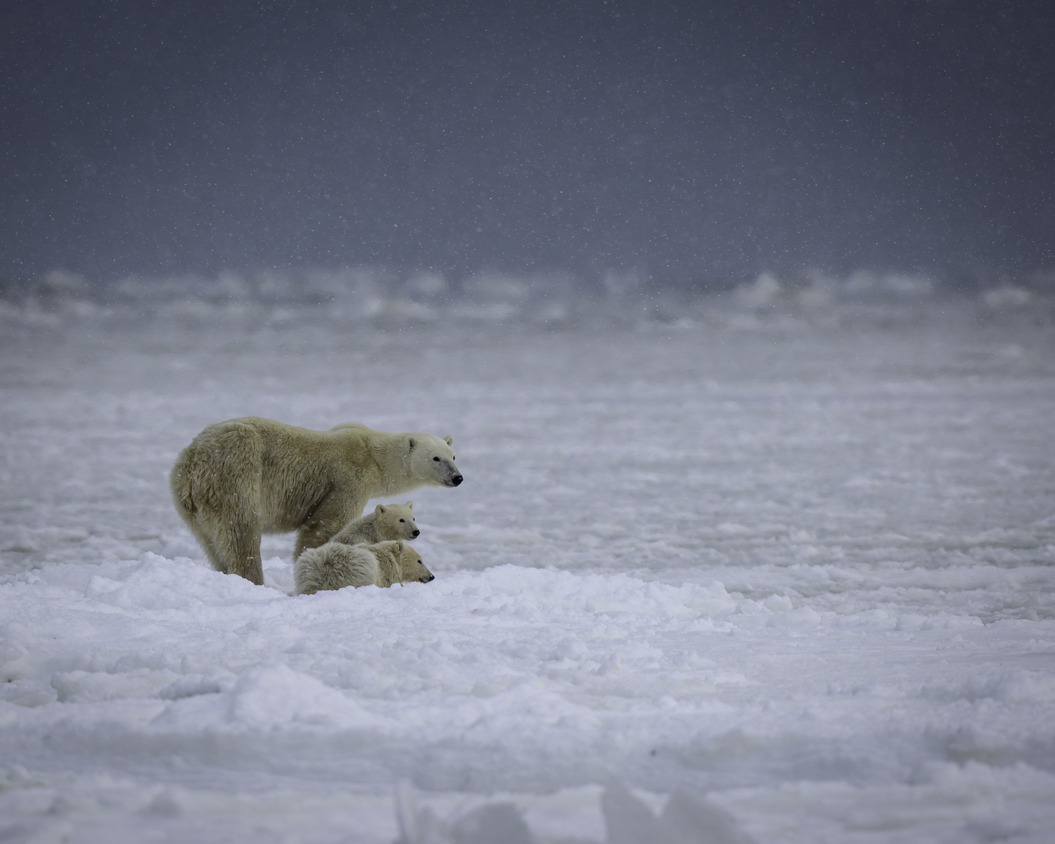 Polar bears in Churchill.  MARIANNE BARNETT