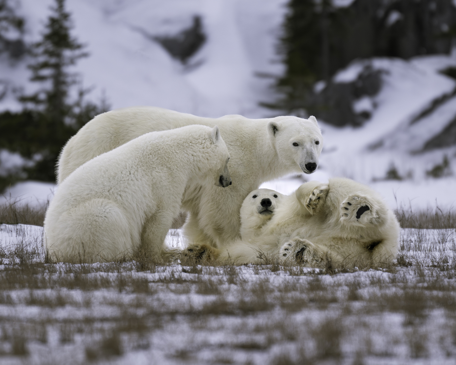 A mother with her playful cubs.  MARIANNE BARNETT