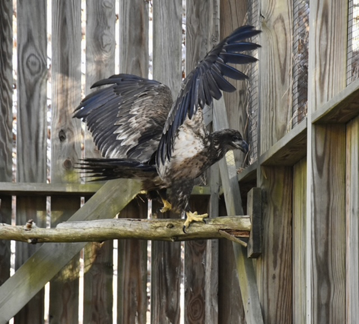 When the eagle became more “cranky and aggressive,”  it was moved to a larger enclosure. Before long, the bird was flying in a way that suggested it was ready to return home.  COURTESY CHRISTINE SAAR