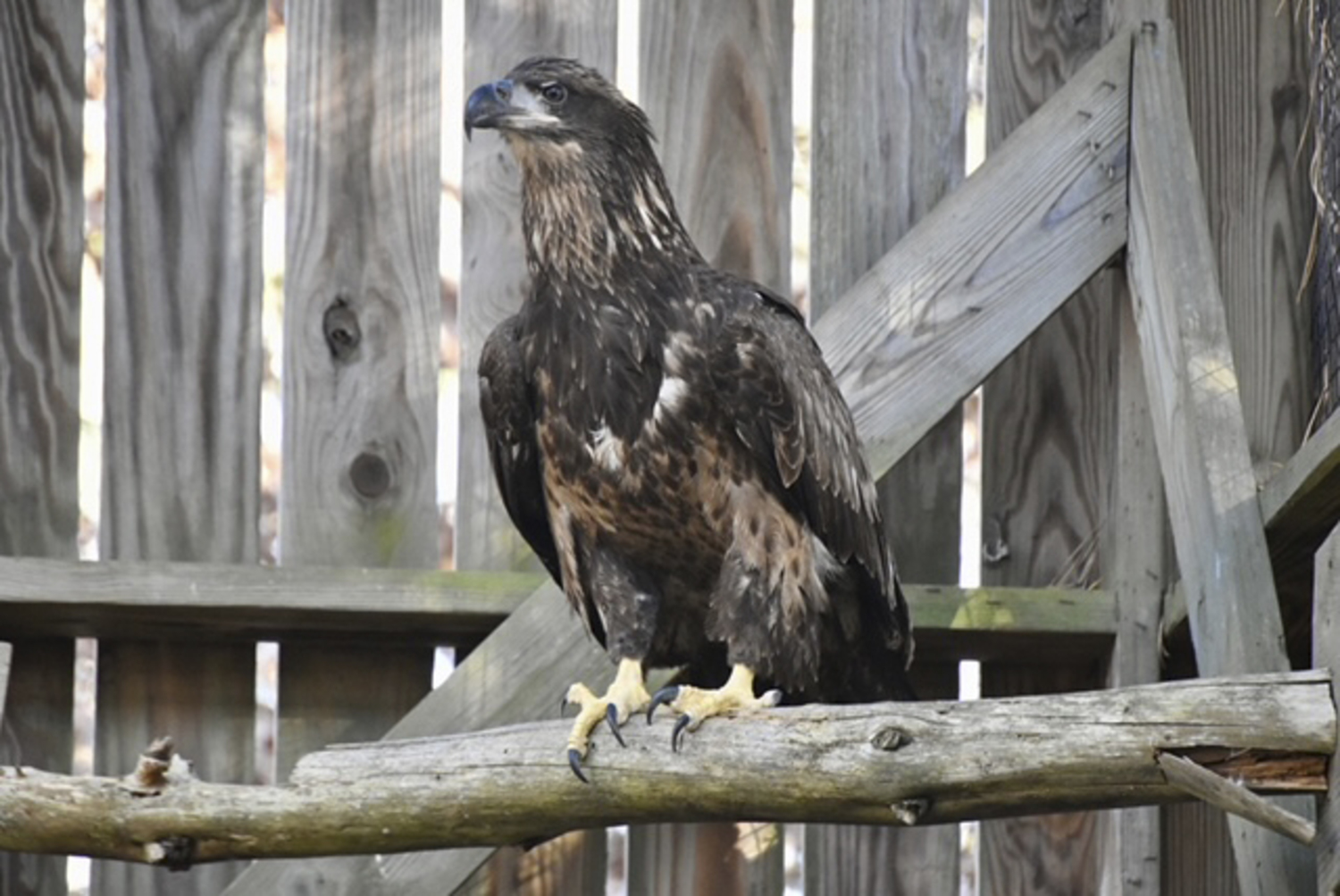 When the eagle became more “cranky and aggressive,”  it was moved to a larger enclosure. Before long, the bird was flying in a way that suggested it was ready to return home.  COURTESY CHRISTINE SAAR