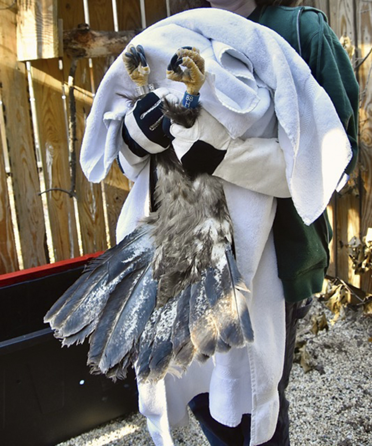 The eagle was banded by the DEC and released at Scallop Pond Preserve in North Sea on November 13.  COURTESY CHRISTINE SAAR