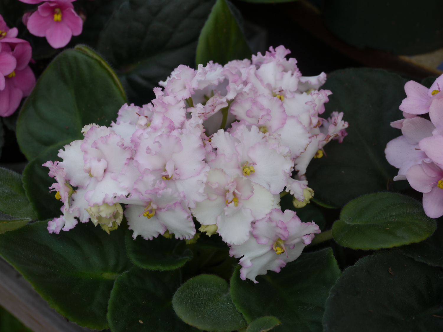 This white African violet with a pink and frilled edge would be considered a semi-double as it has over five petals but fewer than 10.  ANDREW MESSINGER