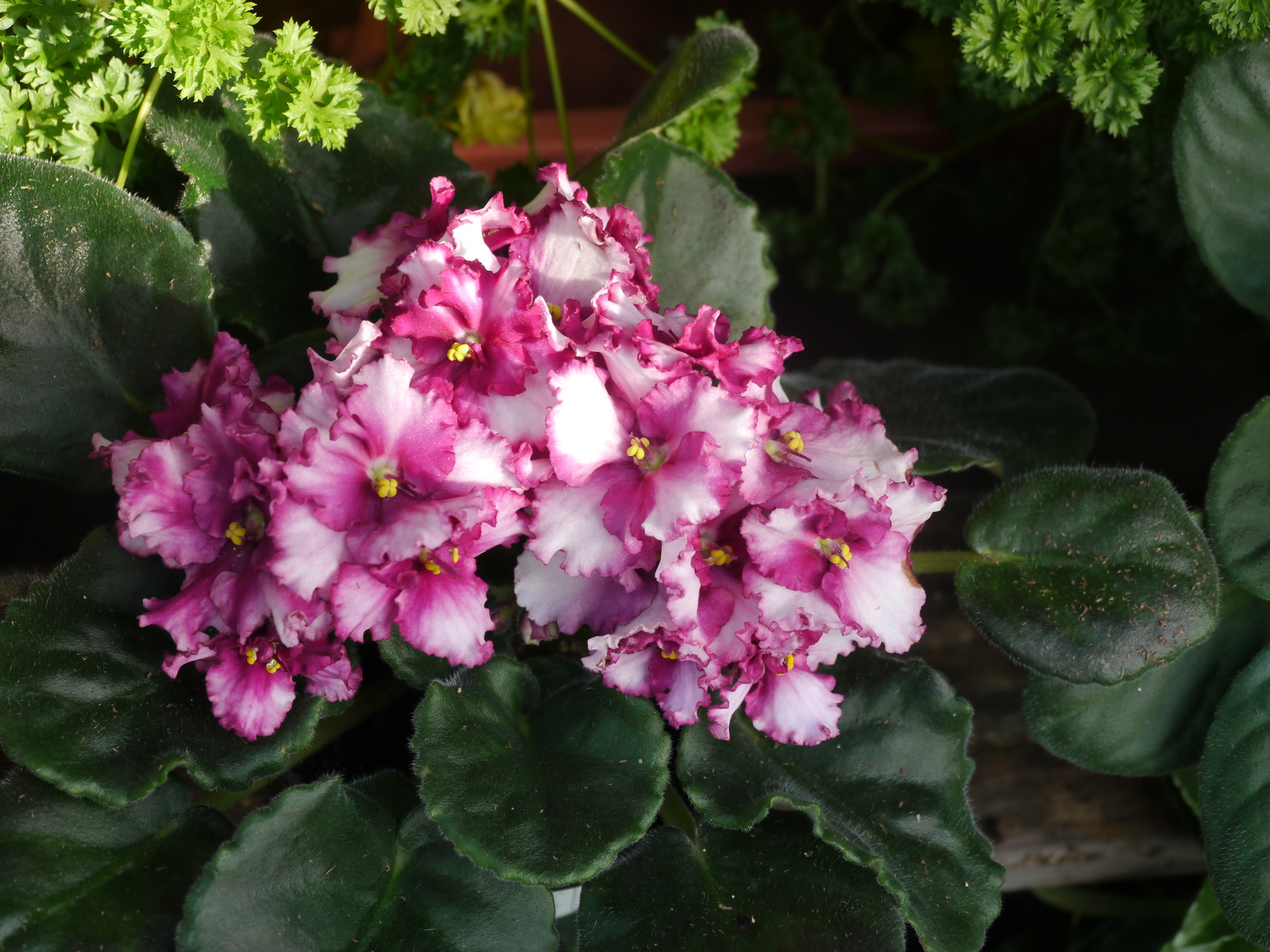 An African violet with 10 or more flower petals (like this one) is classified as a double. With 20 or more petals it would be a double+.  ANDREW MESSINGER