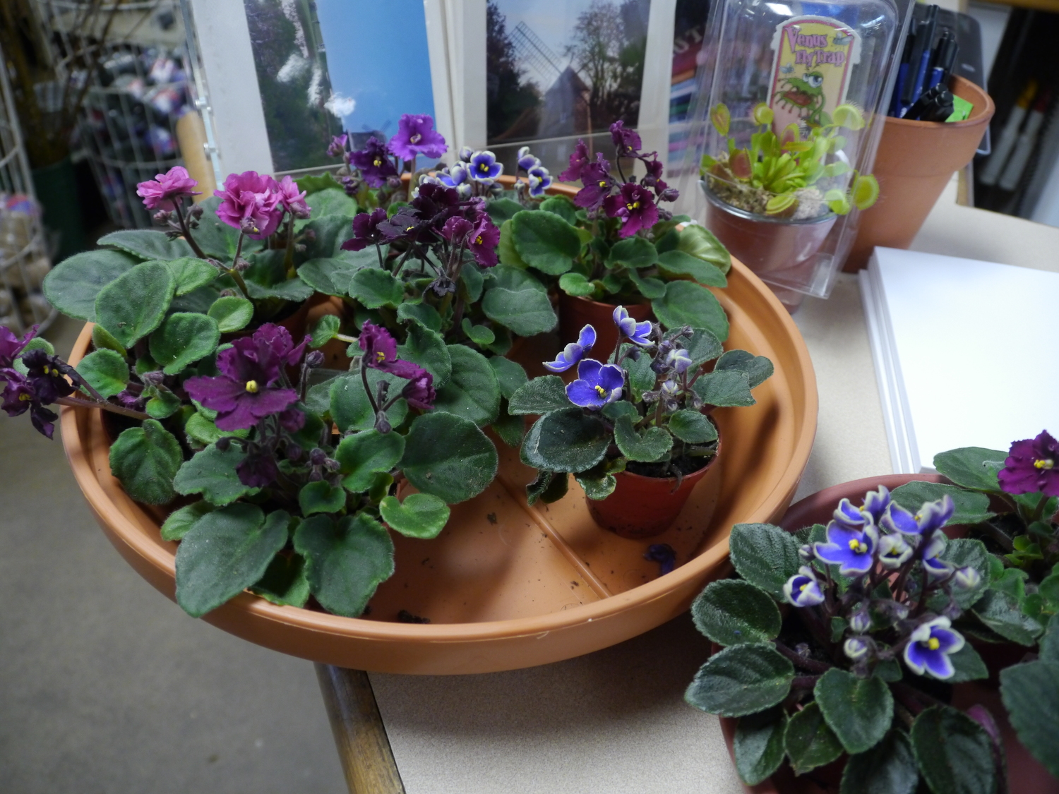 These are miniature African violets in thumb pots. Their care is the same as for the standard varieties, but remember these are genetically miniature and putting them in larger pots will nor result in larger plants.  ANDREW MESSINGER