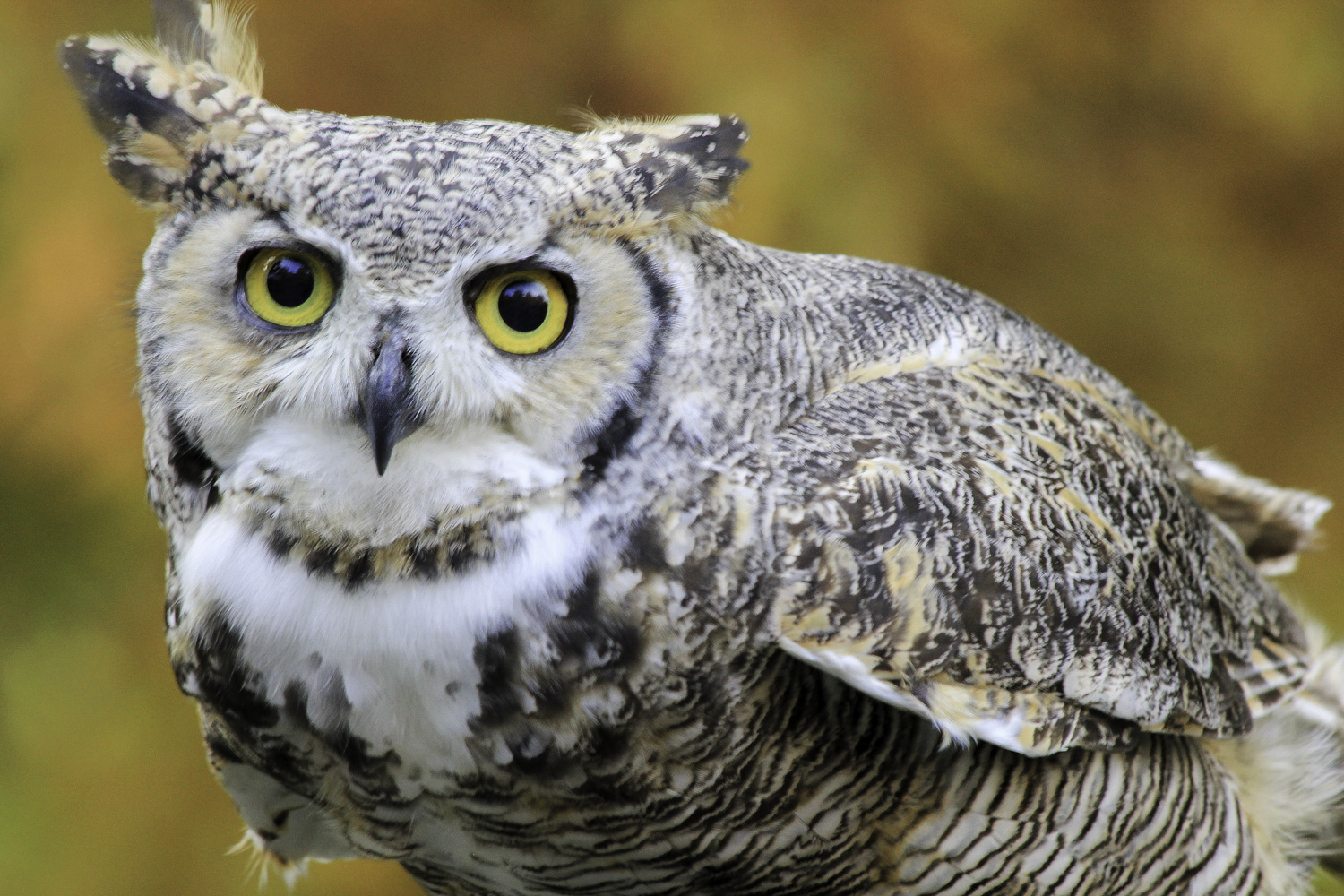 The Quogue Wildlife Refuge is 305 acres, with seven miles of hiking trails, that allow people to explore a variety of habitats and the wildlife that lives there.