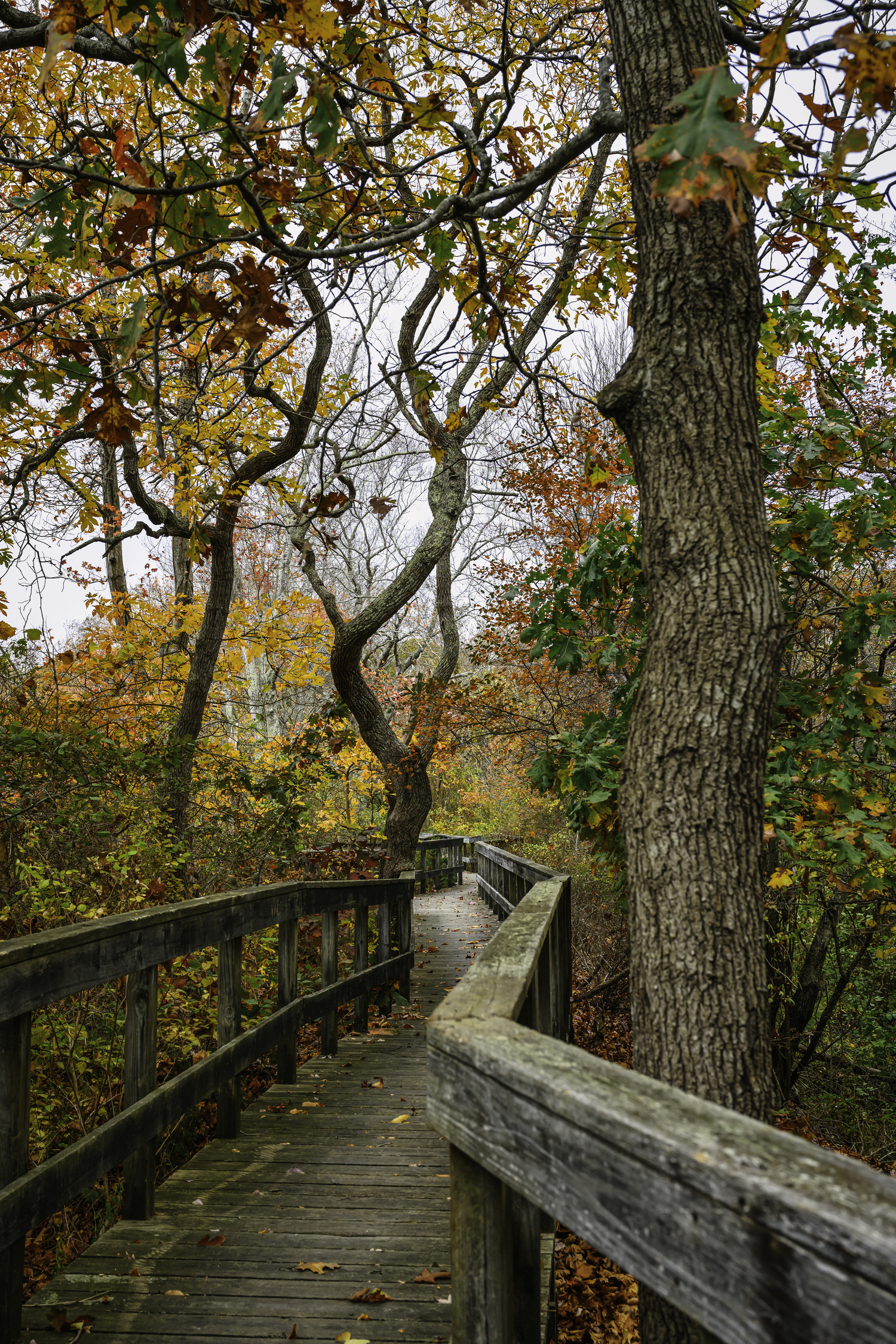 The boardwalk at the head of Trout Pond, Sag Harbor.   MARIANNE BARNETT