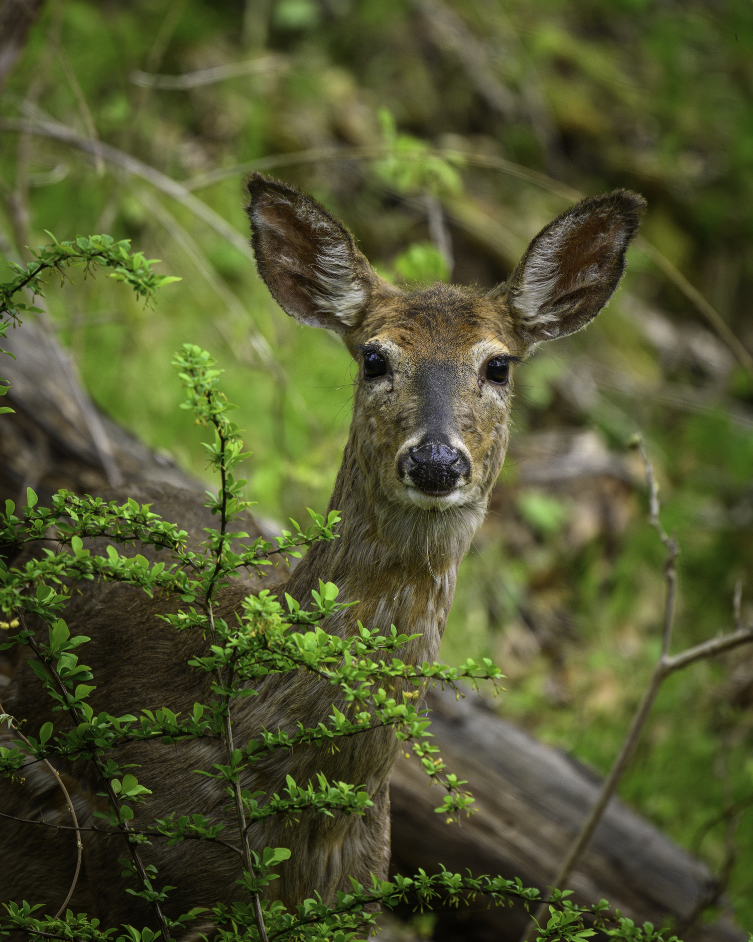 A deer peeking at the author/photographer.   MARIANNE BARNETT