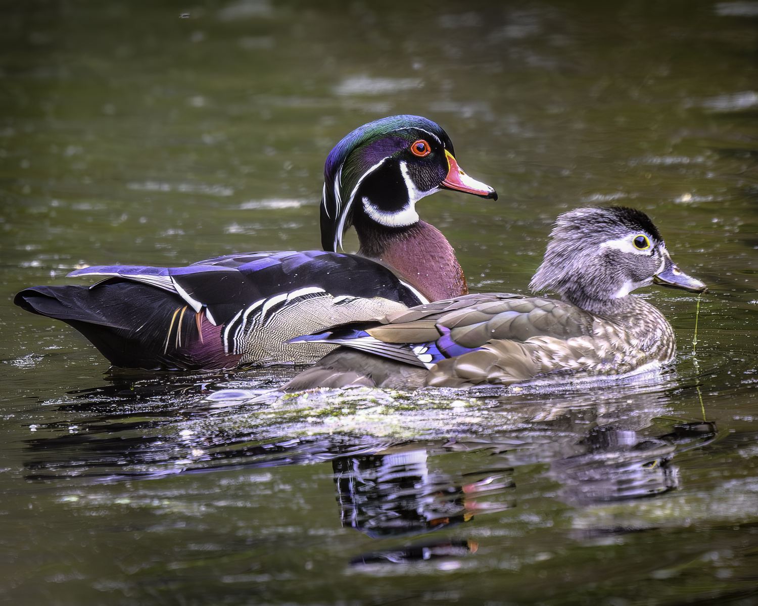 A wood duck mating pair.  MARIANNE BARNETT