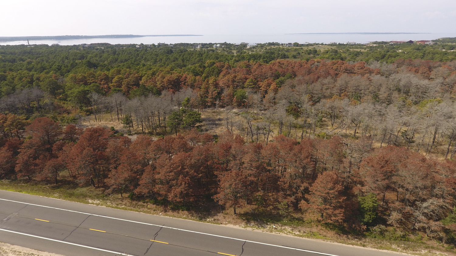 The New York State Office of Parks, Recreation and Historic Preservation has announced that trees killed by southern pine beetle infestation will be removed from Napeague State Park starting in December.   MICHAEL WRIGHT