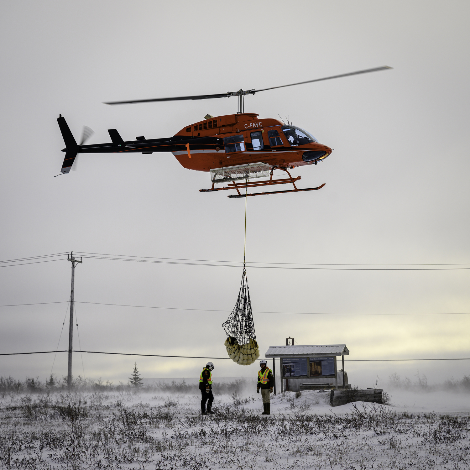 A polar bear is airlifted out of Churchill and back to sea ice outside of the town. MARIANNE BARNETT