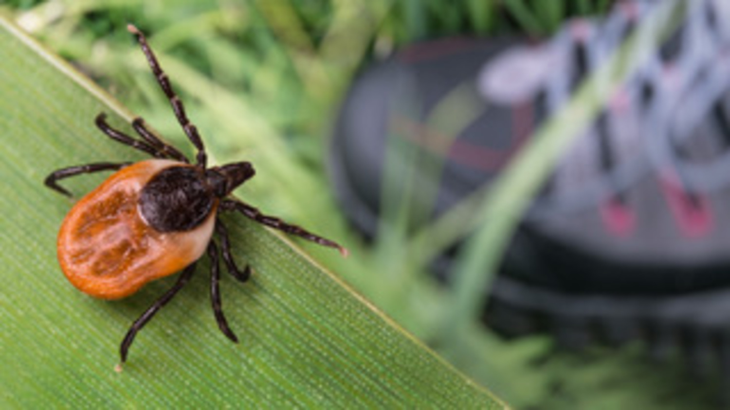 Protecting Your Landscape, and Family, From Ticks