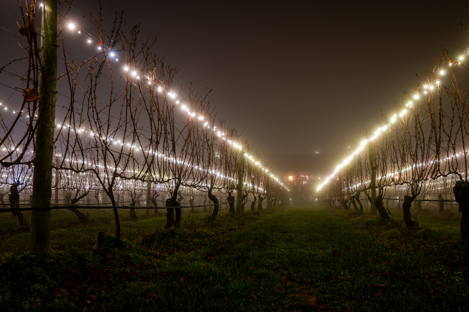 Wölffer Estate’s Lighting of the Vines is this Sunday. COURTESY WOLFFER ESTATE VINEYARD