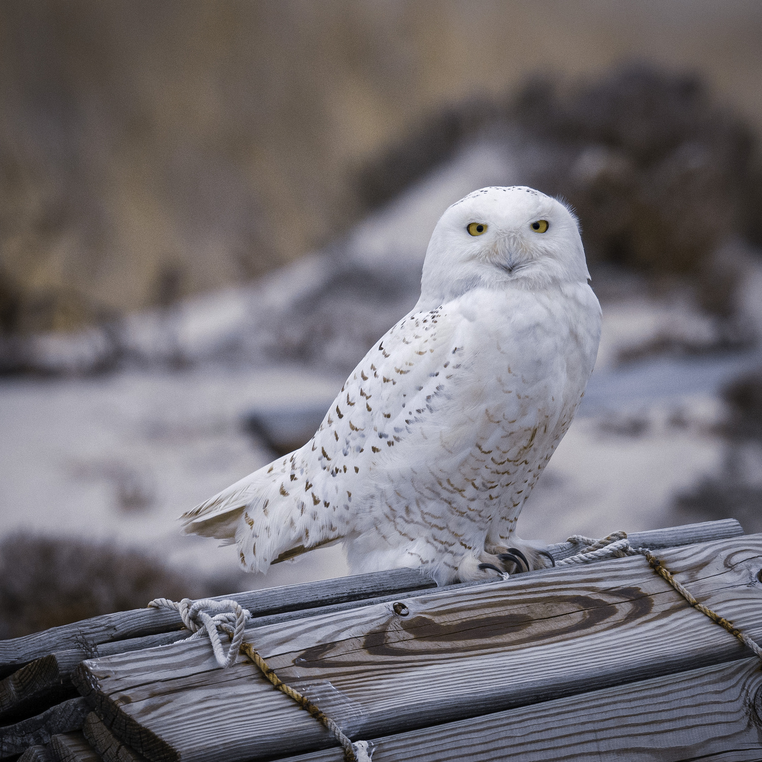 One of the first local snowy owls I saw in 2016.  MARIANNE BARNETT