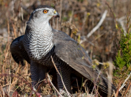 Falconry on Long Island with Fish Guy Photos