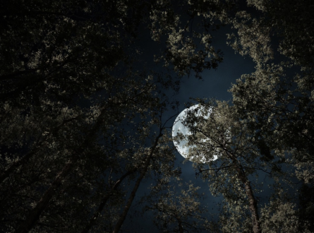 Full Moon Night Hike