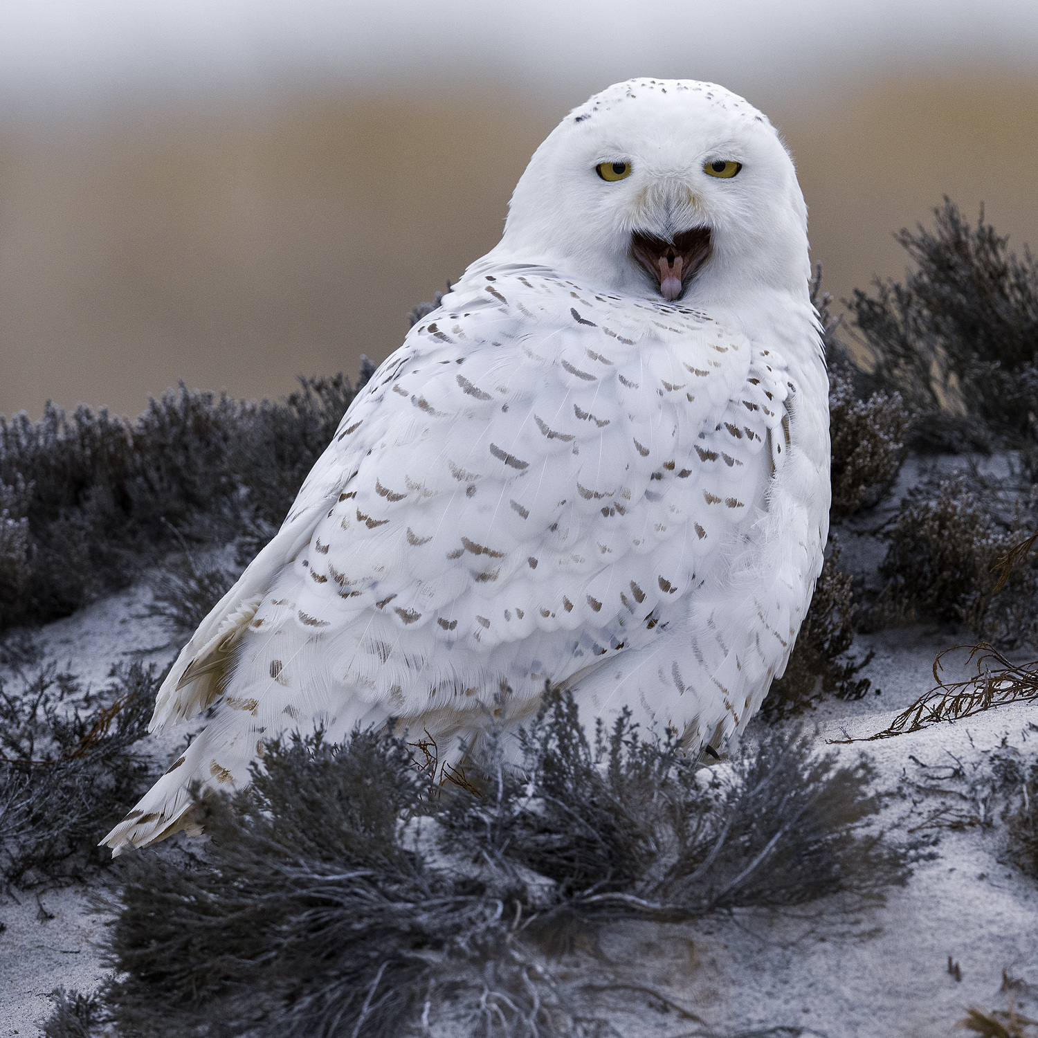 A grumpy snowy owl.   MARIANNE BARNETT